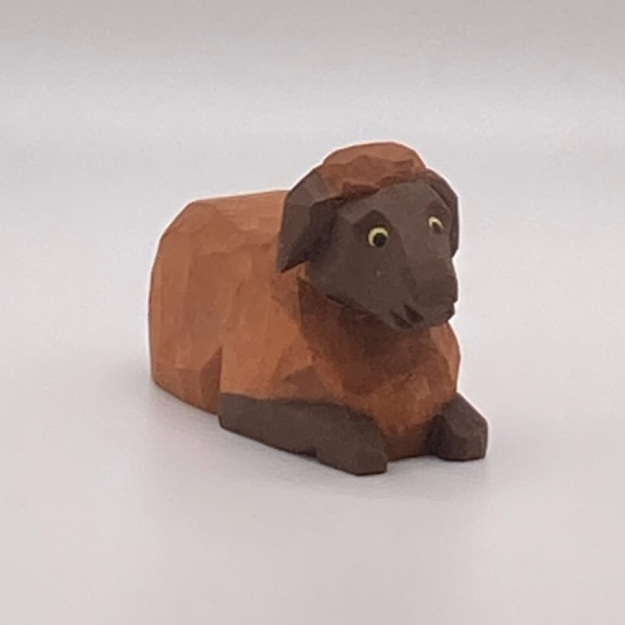 Sheep, Dark, Lying, Head Up 